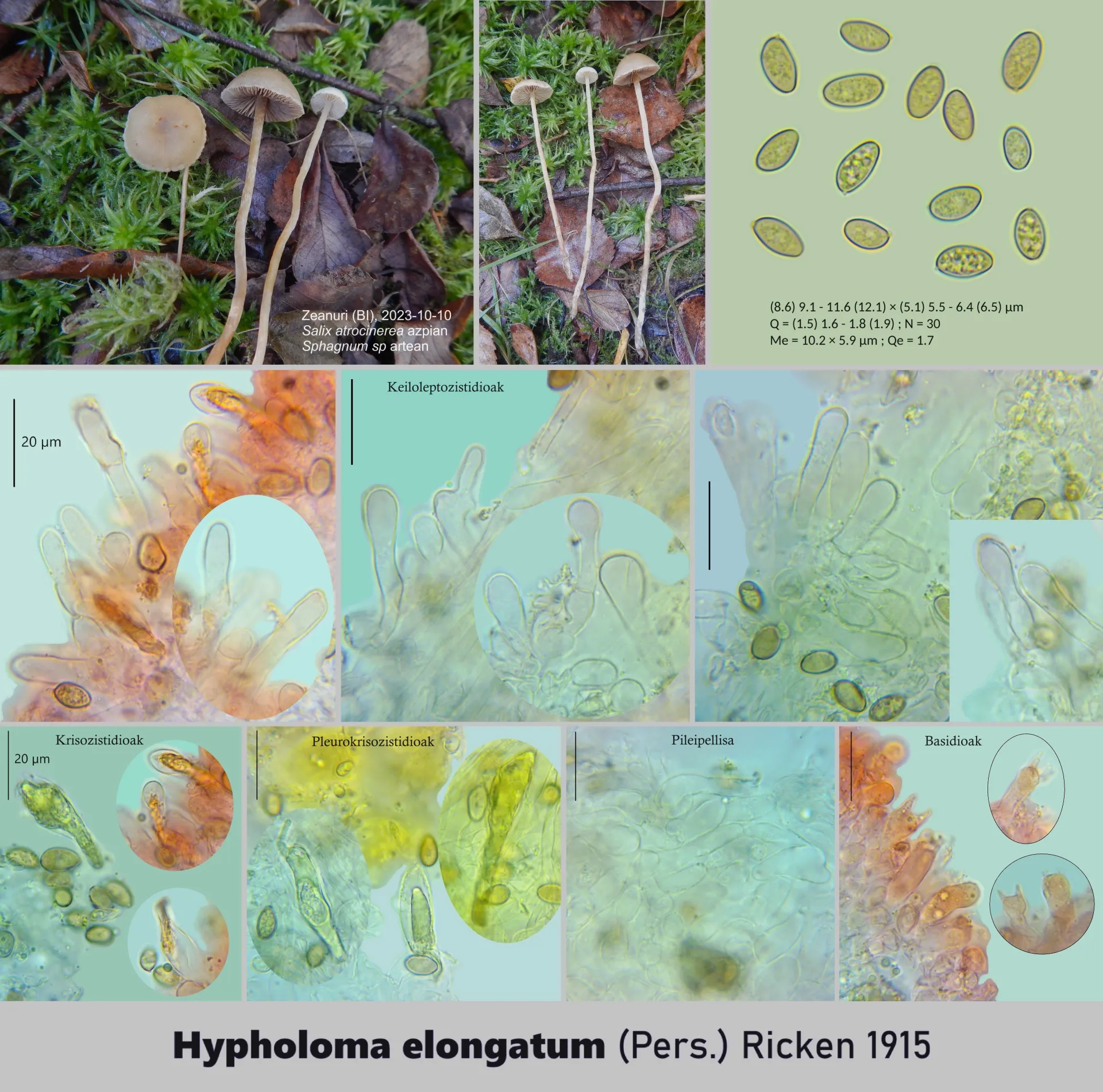 Microscopía de Hypholoma elongatum
